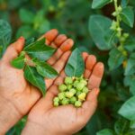 Adaptogens and Chronic Stress: Helping the Body Build Resilience Adaptogens and Chronic Stress: Helping the Body Build Resilience