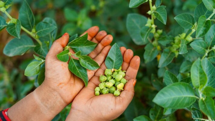 Adaptogens and Chronic Stress: Helping the Body Build Resilience