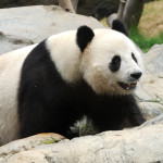 PANDAS and Autism