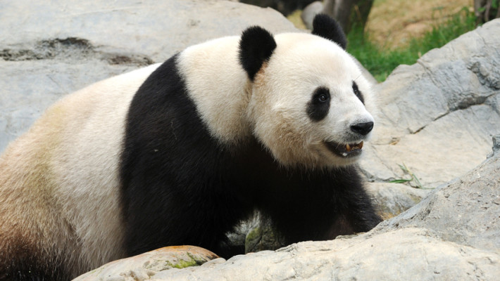 PANDAS and Autism