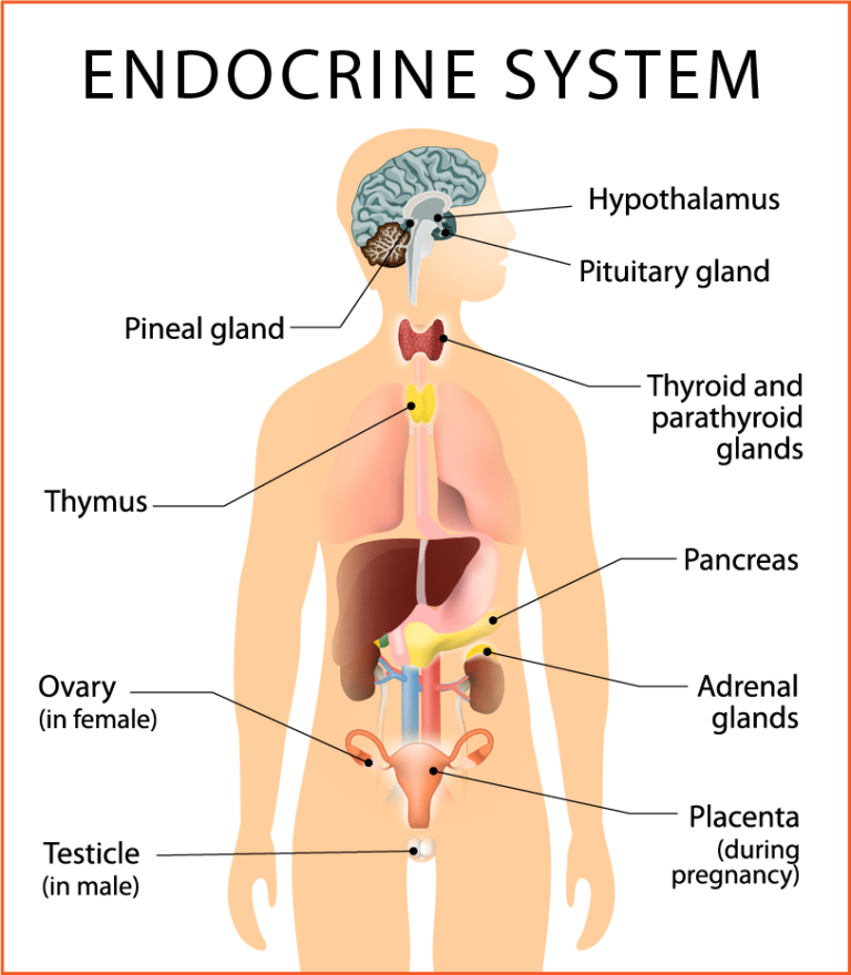 Thyroid And Adrenal Dysfunction Sunrise Functional Medicine 8605