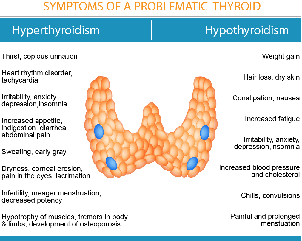 Is Adrenal Gland Same As Thyroid at Ruth Mckinney blog